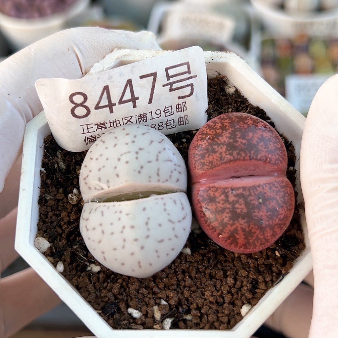 好养易活生石花大母本8447