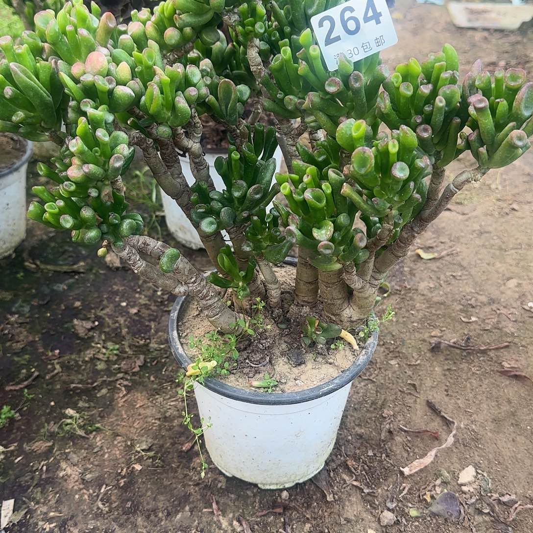 264。               