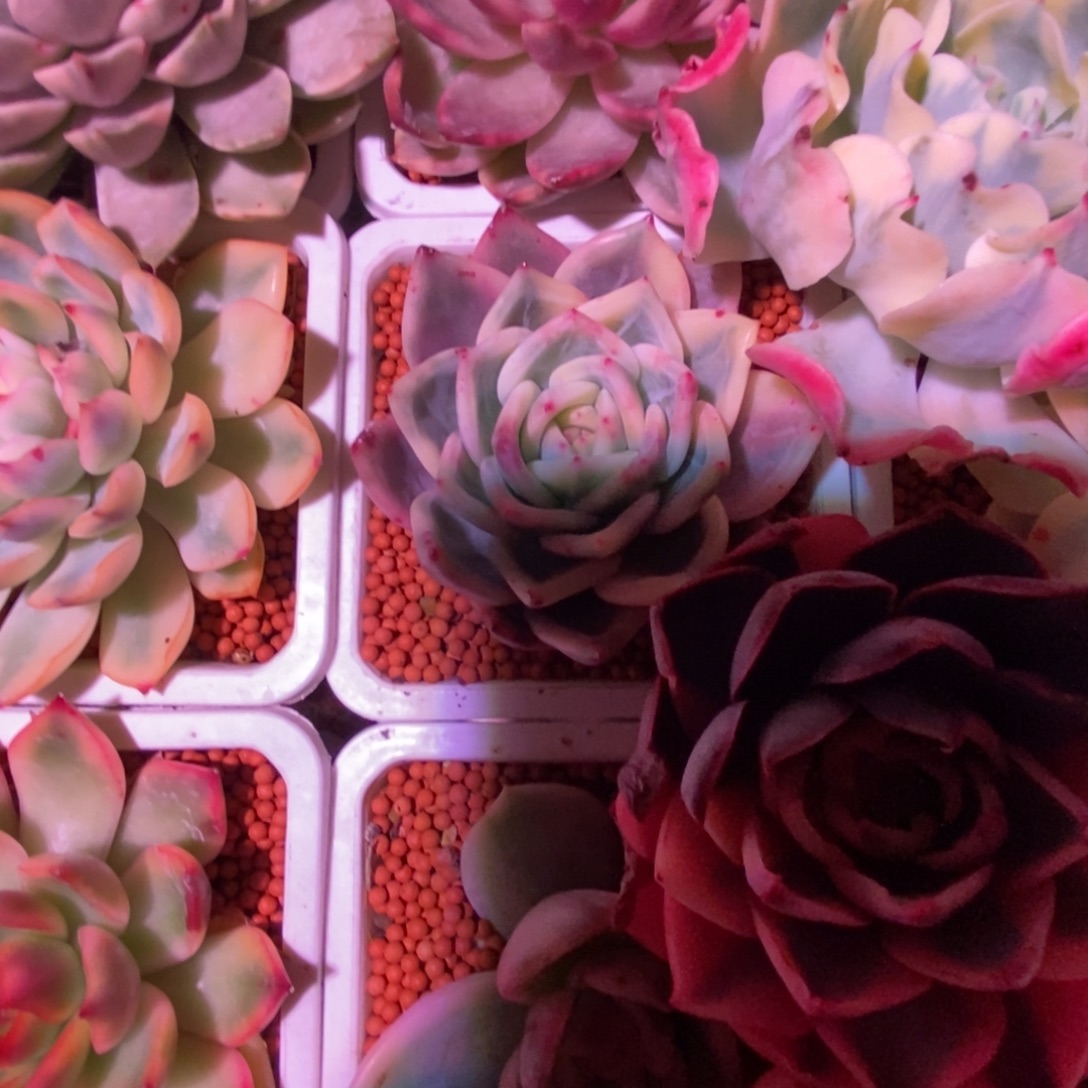 当前无花栽培后可以开花伊丽莎白锦