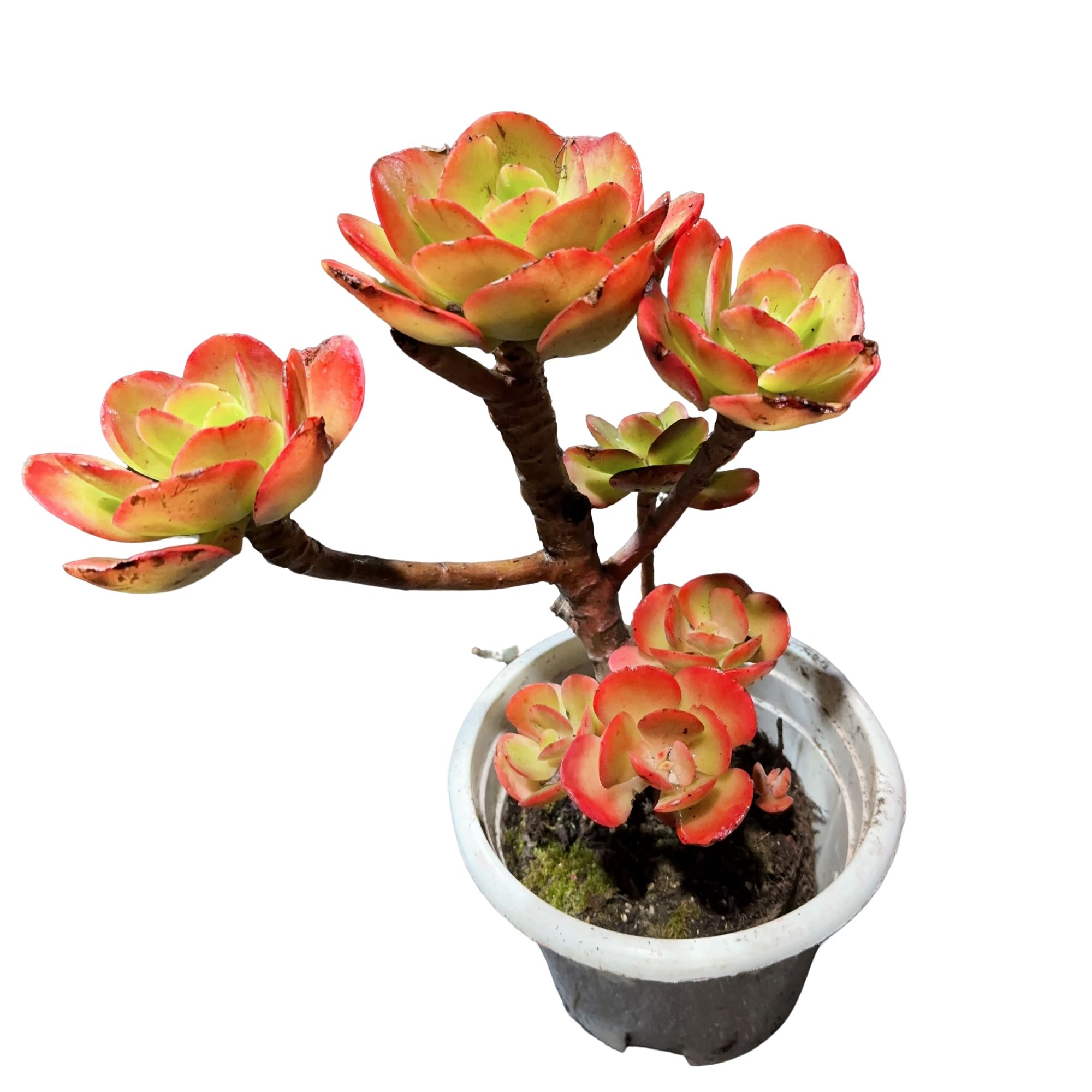 精品多肉     红梅拍一发二