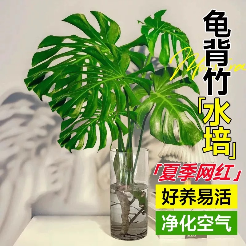 水培龟背竹【60-70厘米】大叶绿植净化空气适合办公室客厅室内摆放