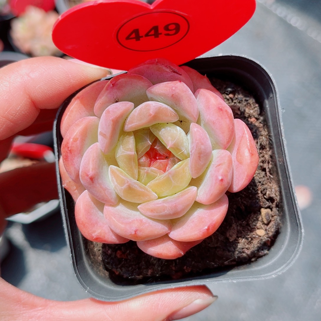 风靡园艺糖心单头