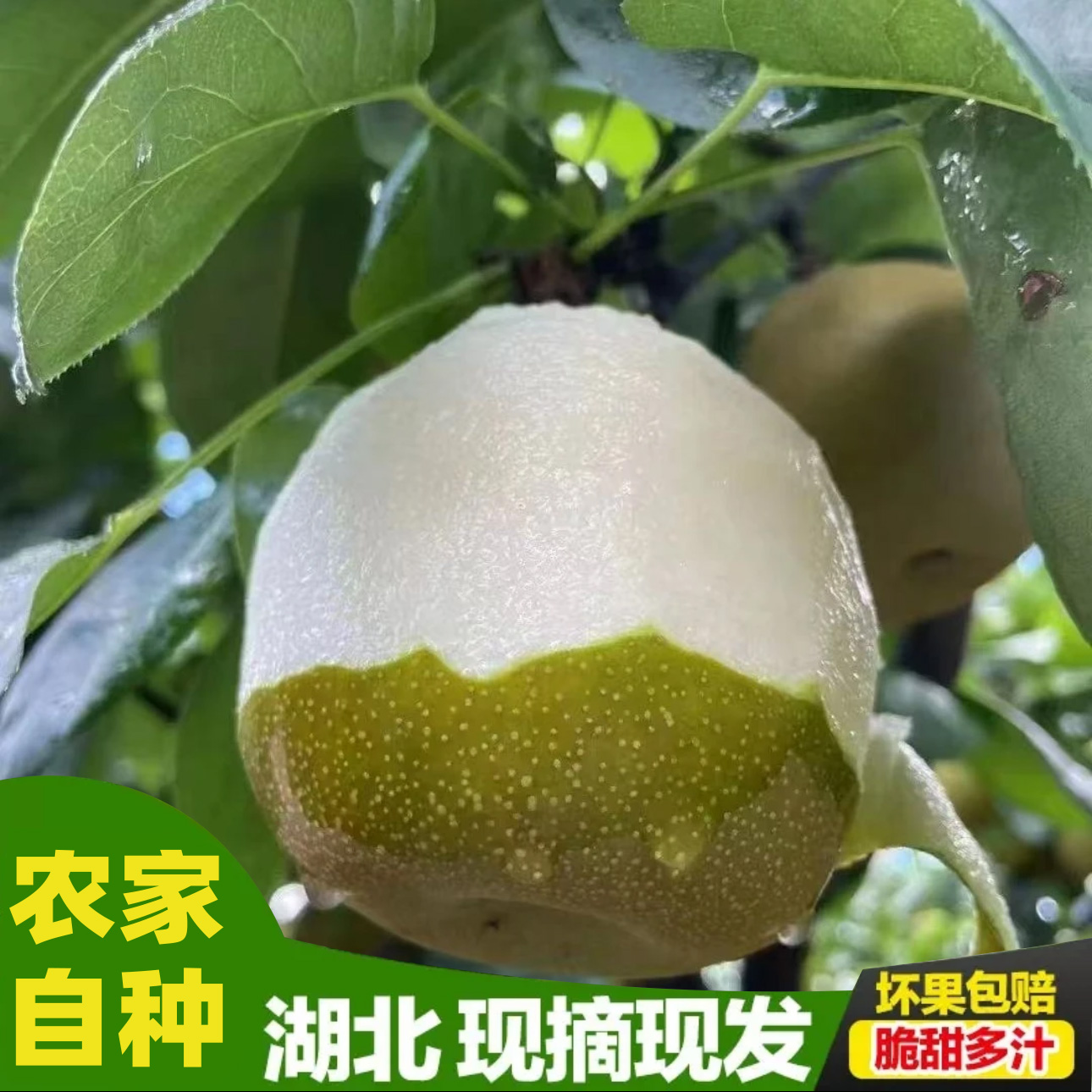 【翠冠梨返场福利】湖北正宗翠冠梨应季水果脆甜多汁现摘现发水果
