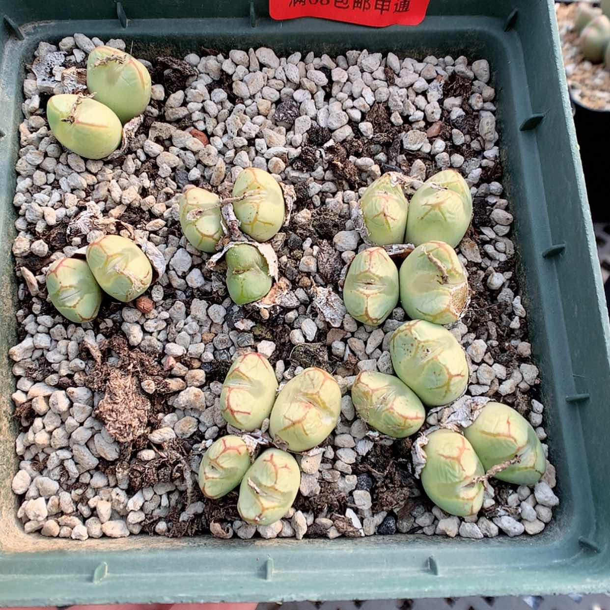 【闪购商品】2-26-11 九烟玉 80