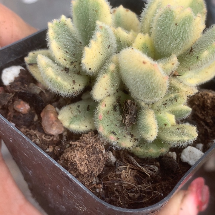 白熊。（满9.99包邮不满9.99发叶子）