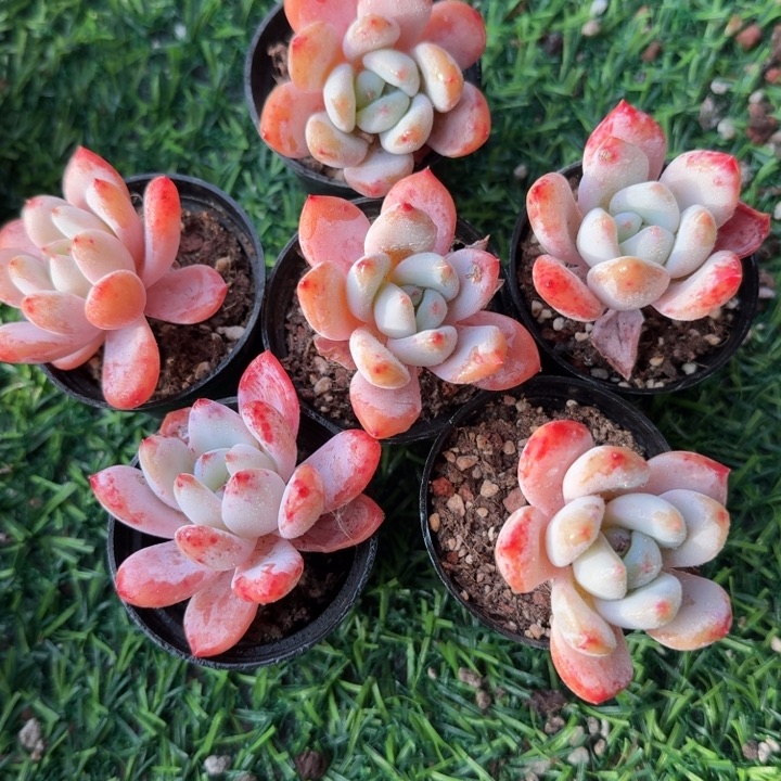 星星雪。   两颗。          