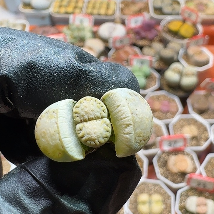 生石花233:：：。 191