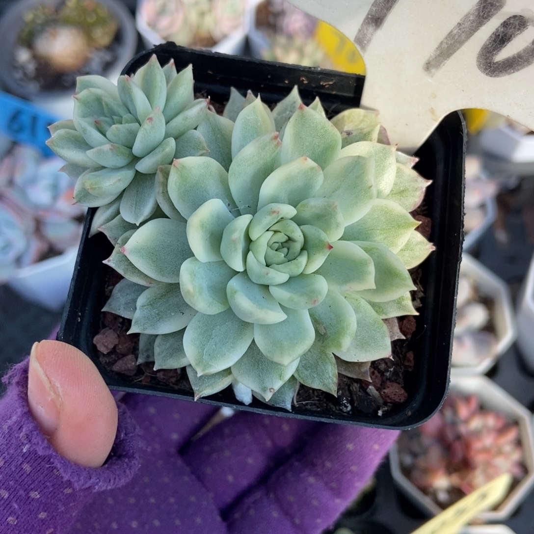 970麦秆锦多肉植物