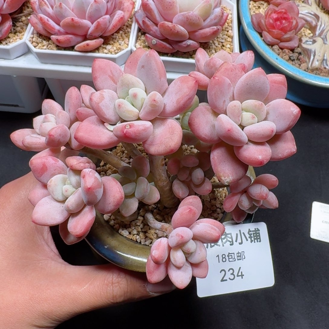 多肉植物  234  洛神