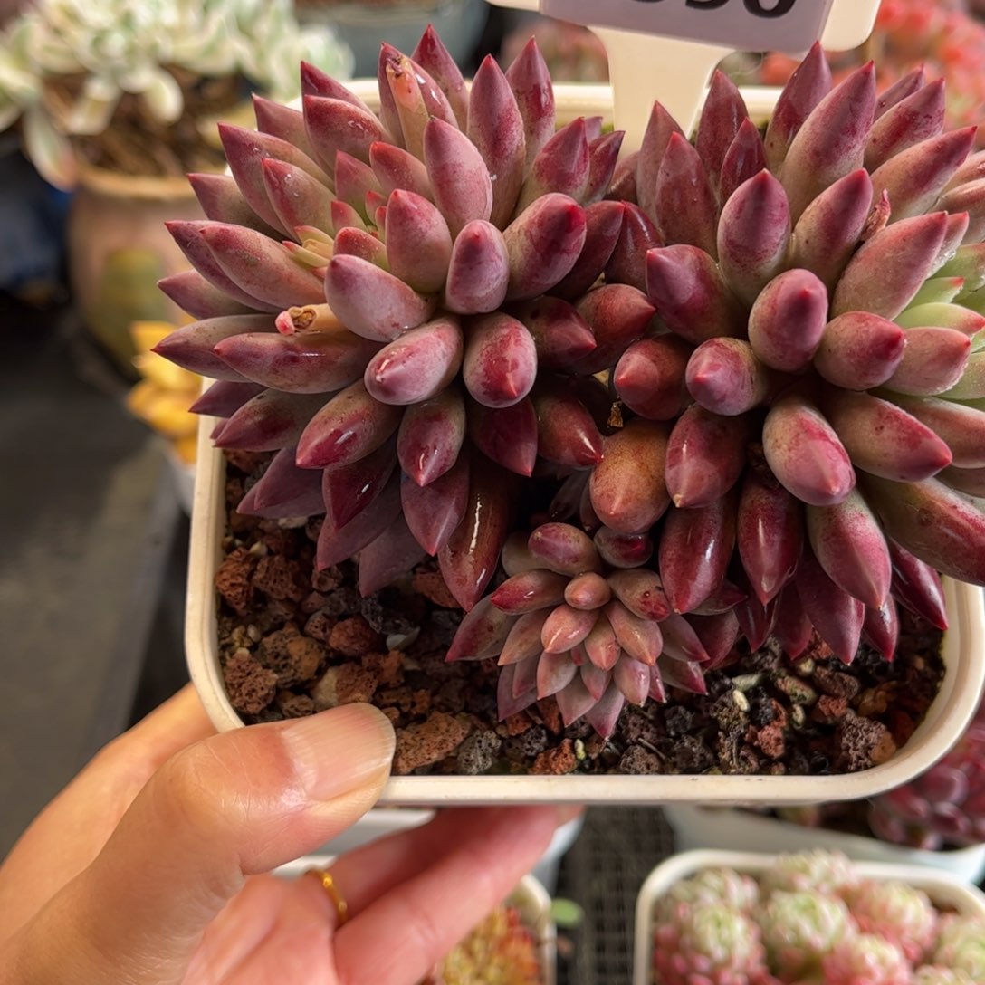 依***香2590 满30包邮天冷地区必拍保温箱