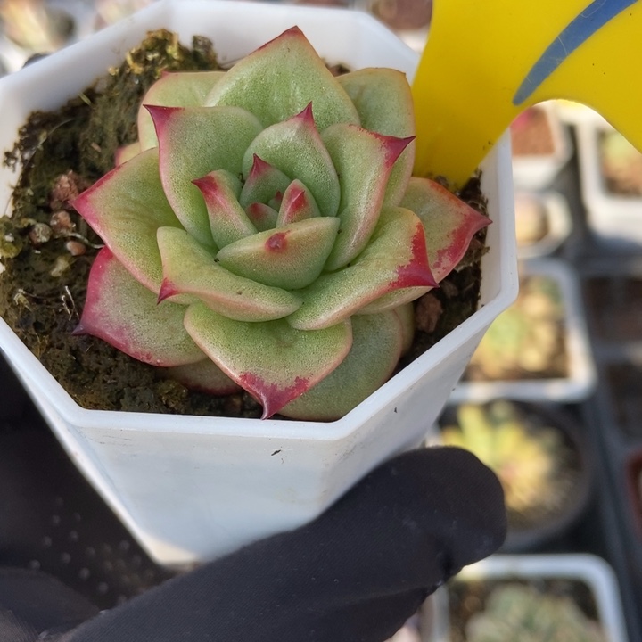 909玛利亚锦多肉植物保护