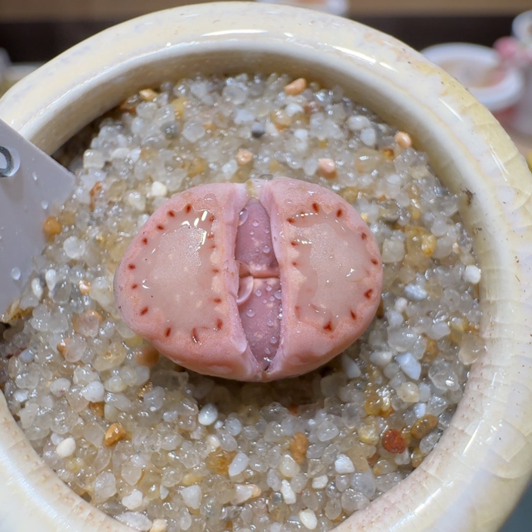 红陶蘑菇210k饼gan