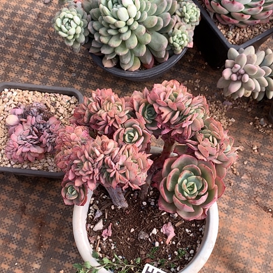 霞光缀化572 亏本处理退款拉黑7-8天发货