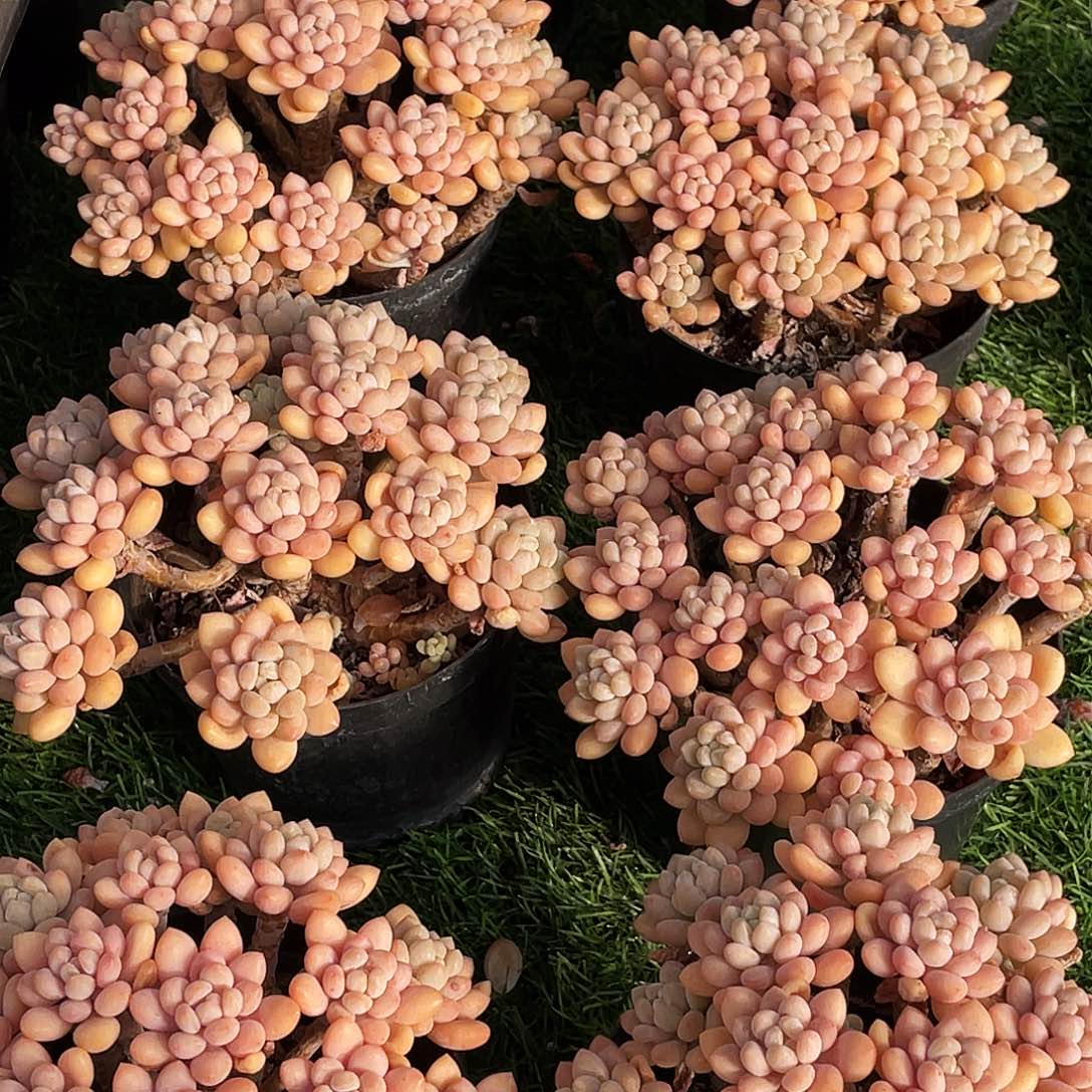 整桩无砍多头鱼子酱一颗