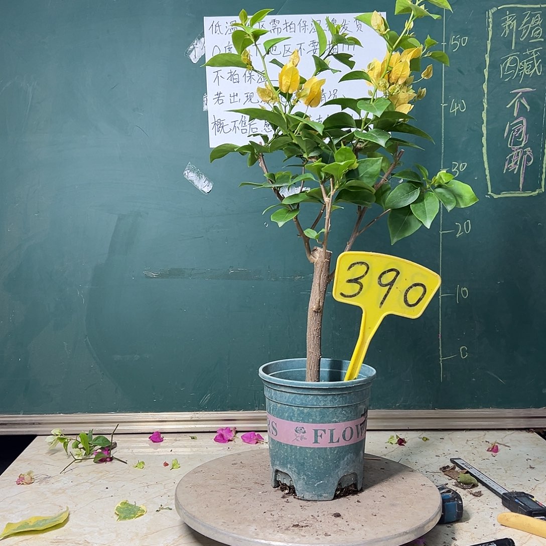 全部花苞粗杆 苏瓦娜 390