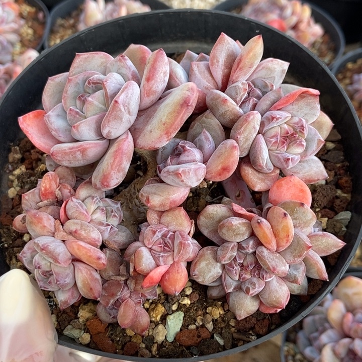 小脸多头肥圆胖体紫心