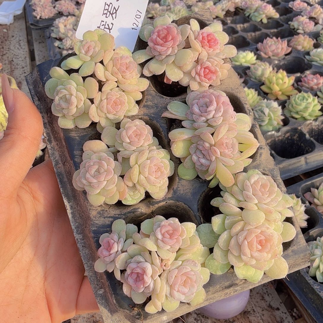 直播福利一物一拍31