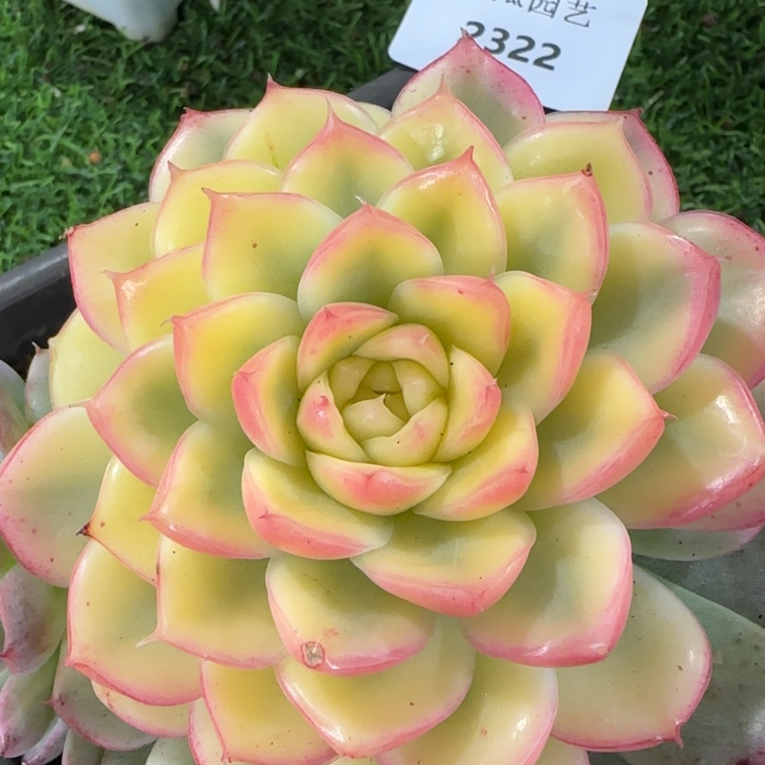 2322完美复轮锦多肉植物的时候