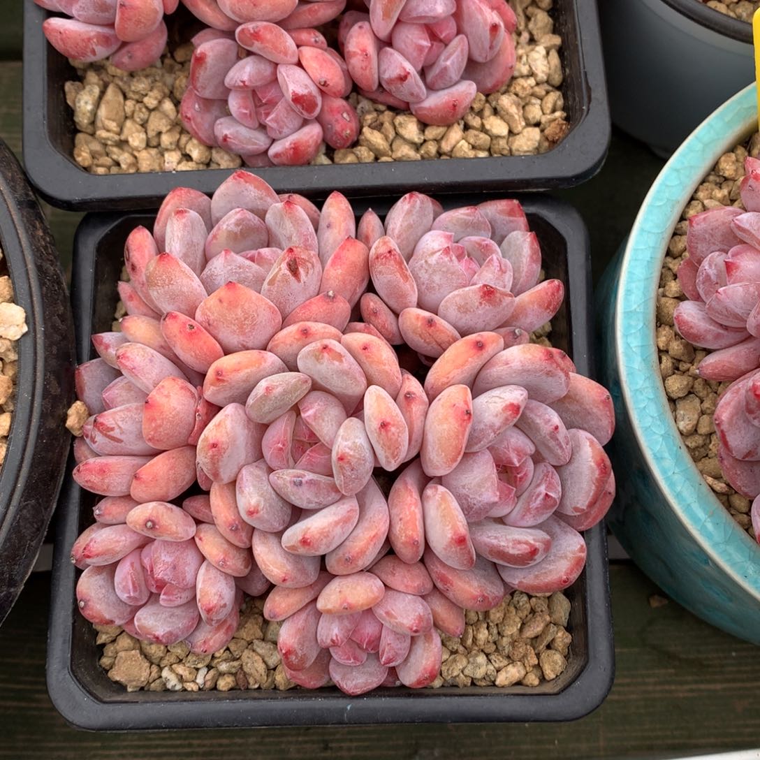 我们家的小姐姐们