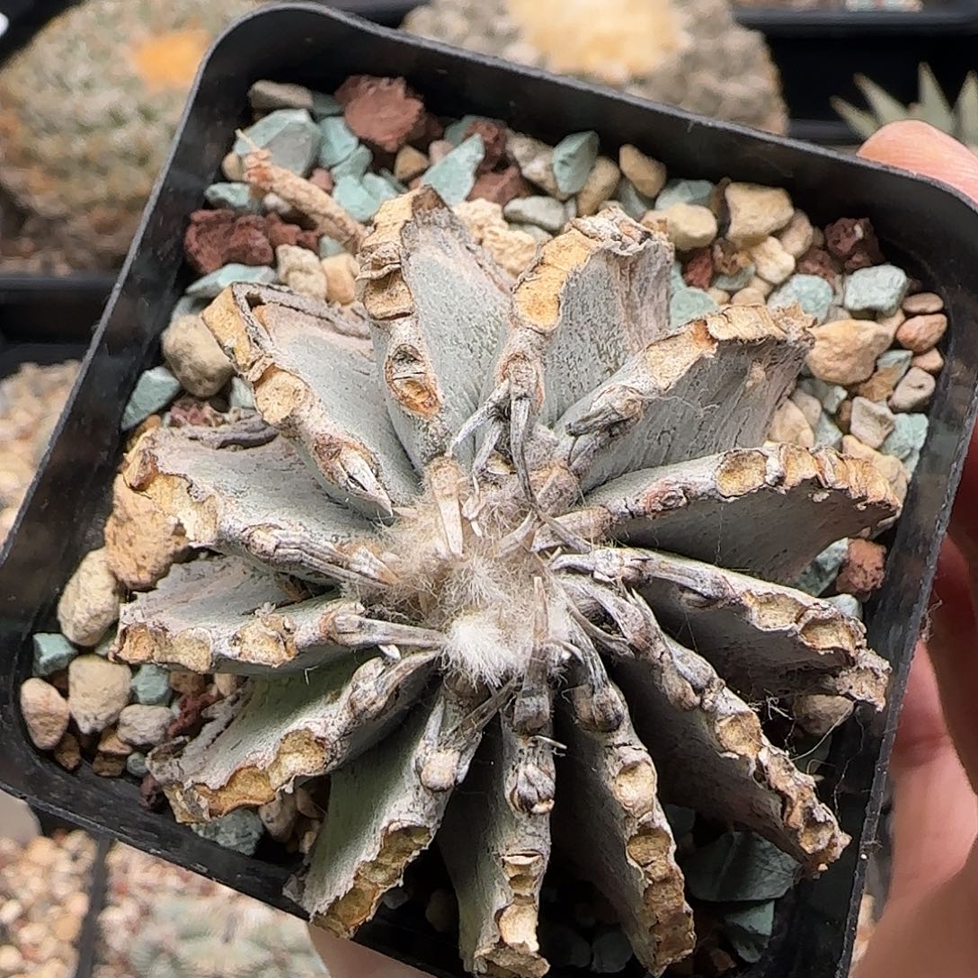 薄叶花龙仙人球 111111111111111