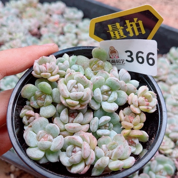 多肉植物多肉植物