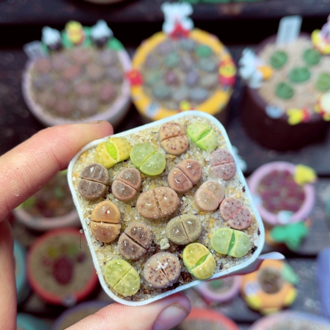 176生石花带盆发1