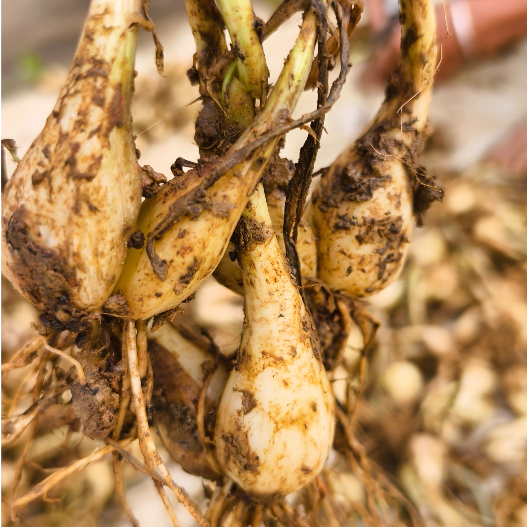 【新鲜藠头】湖南双峰本地新鲜藠头农家自种