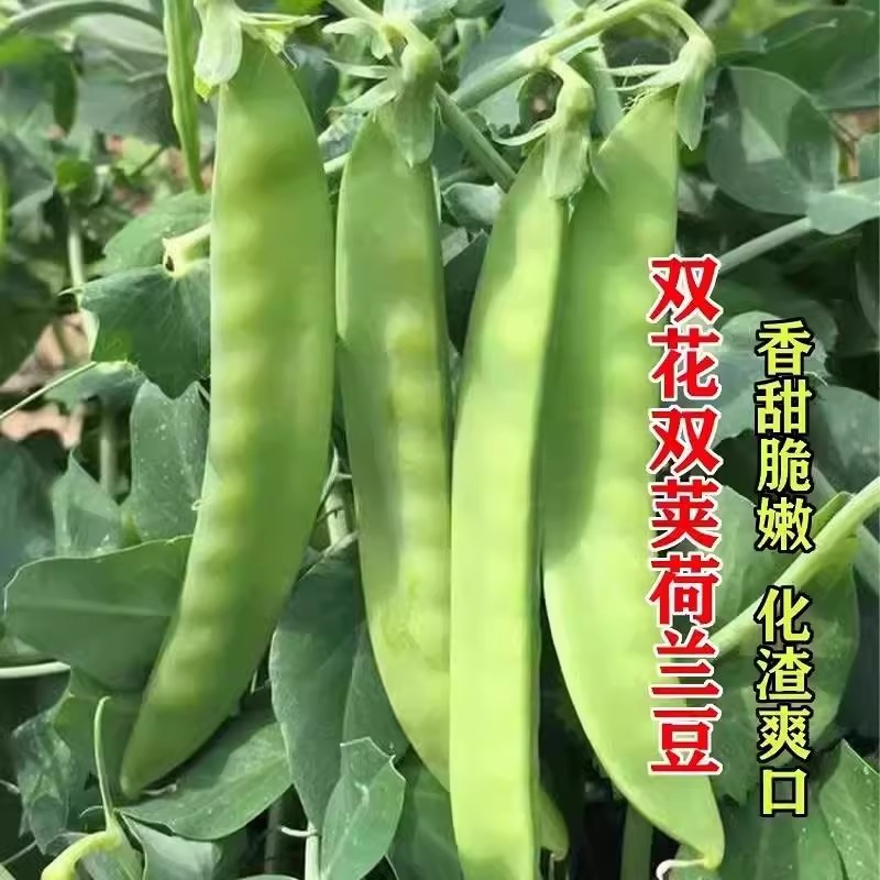 双花双夹甜脆荷兰豆种子菜豌豆高产耐寒农家大荚秋冬季豆角菜种子