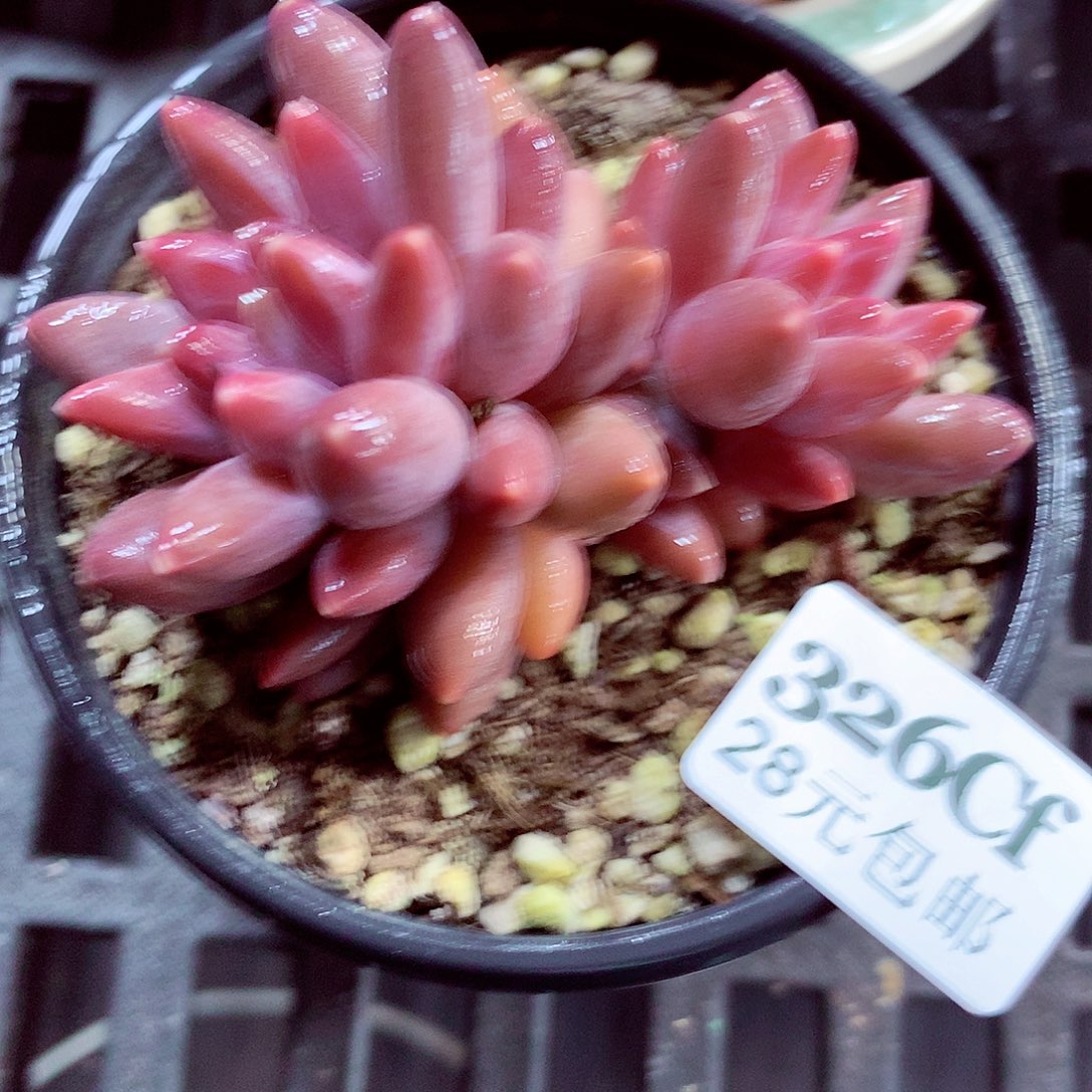 5厘米盆精控多肉326