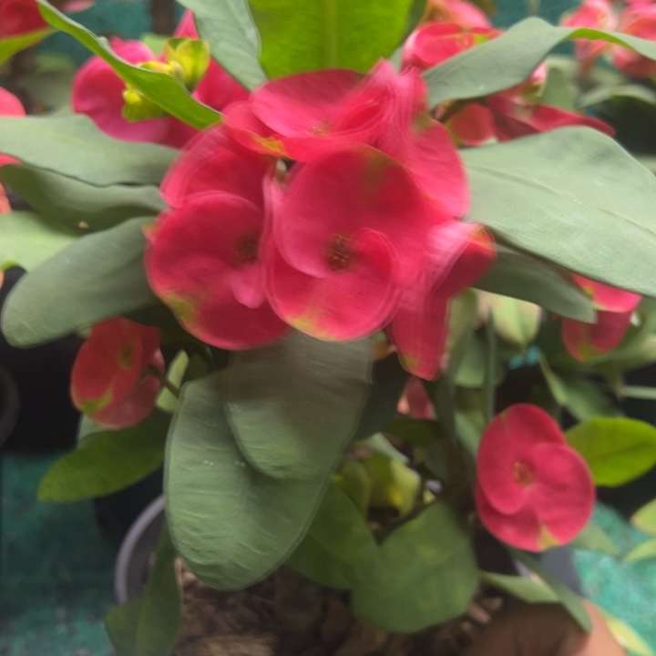 泰品扦插一物一拍