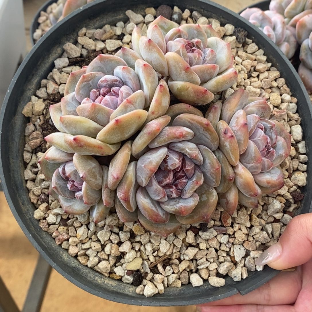 五头脸朝上绿底紫心油脸