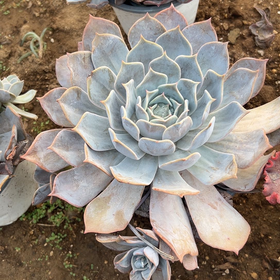 多肉植物露西娜群