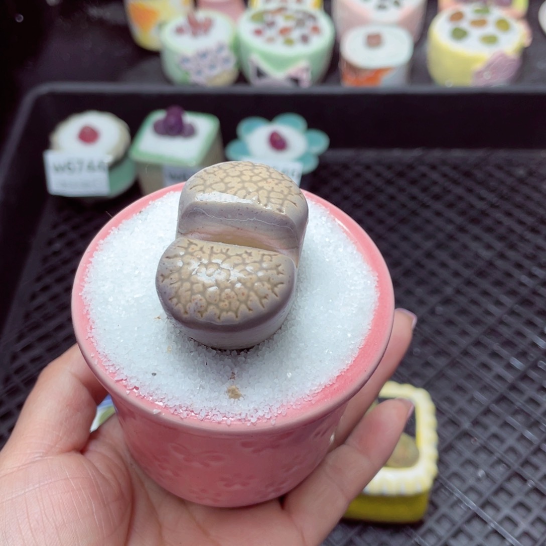 w6747 -零下地区拍保温箱-15支持寄养