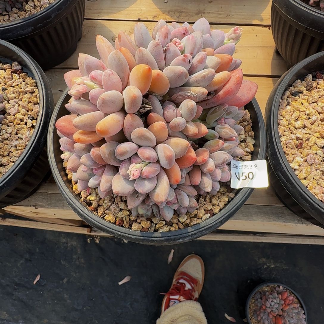 ?**斯n n n n n n n n n n 50