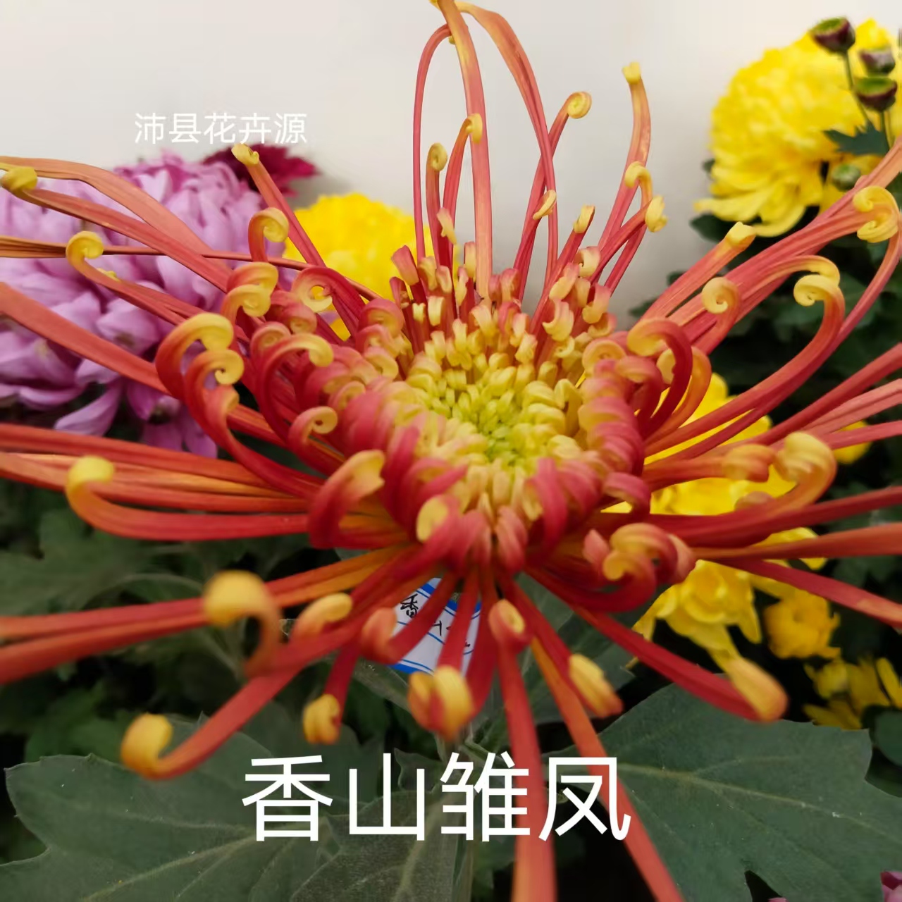 香山雏凤，菊花苗，大花品种，秋冬季开花，可盆栽地栽。