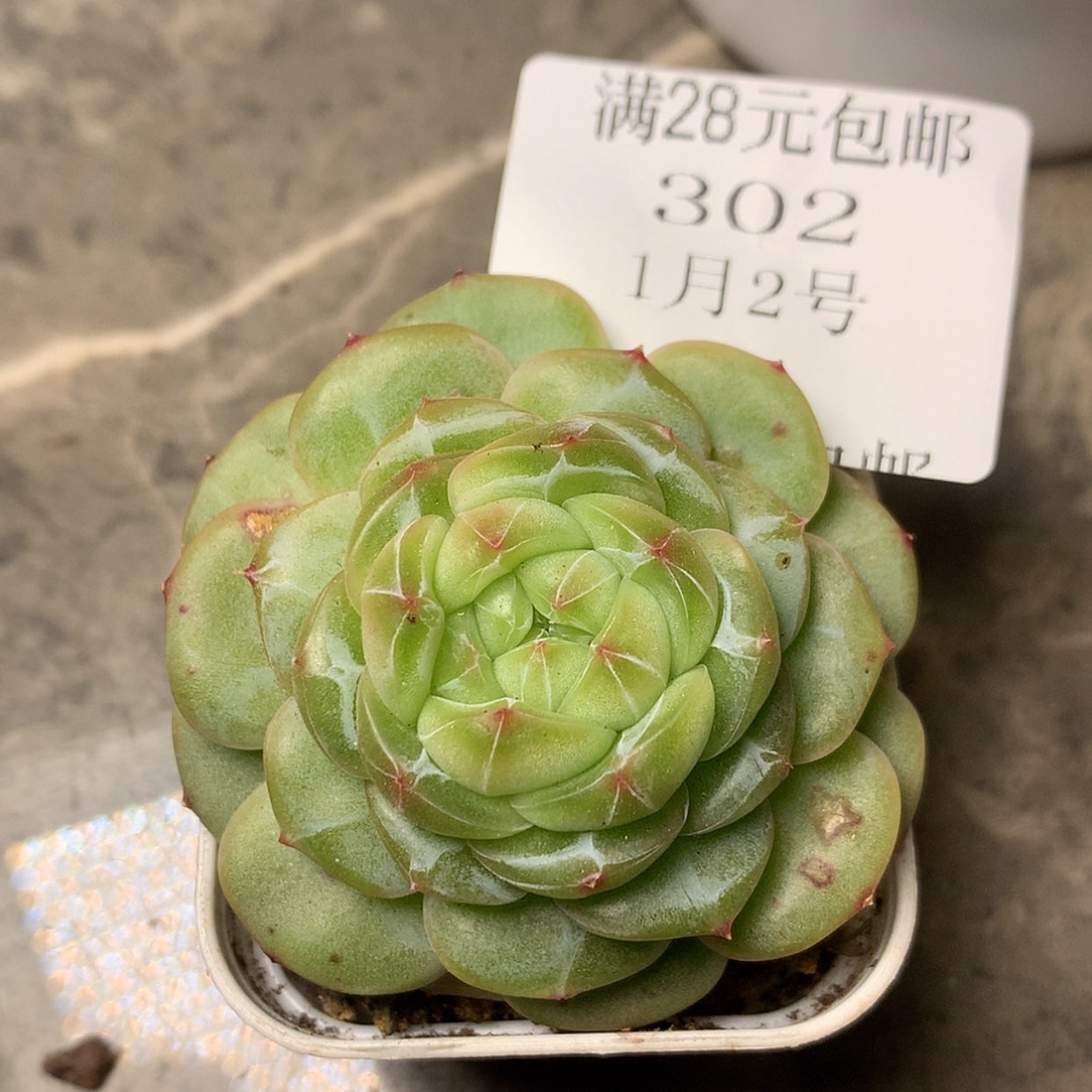 【闪购商品】云302号