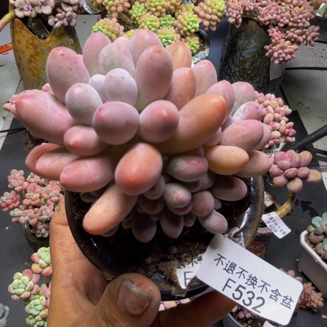 汤圆奶酪532/8cm多肉