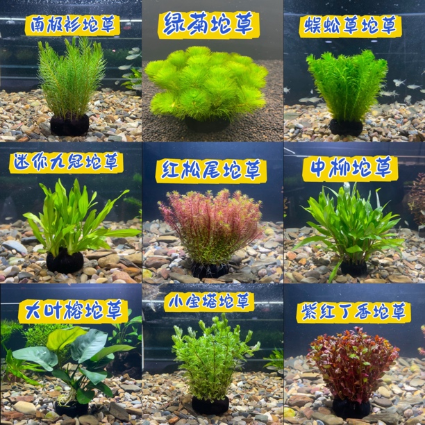 【坨草合集】买3送1 买5送2 新手懒人好养活入缸成景阴性水草水下叶