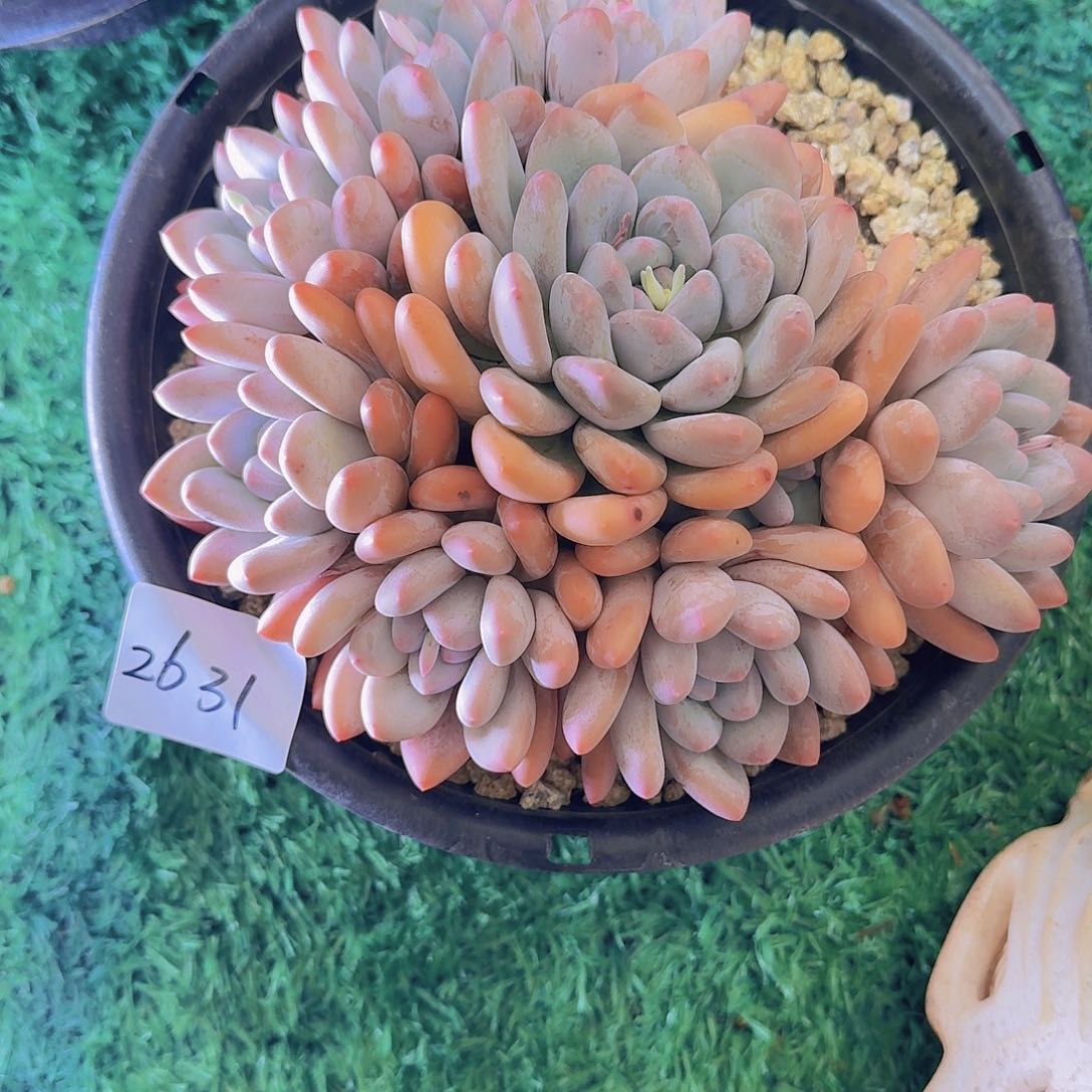 我****公2631香水多肉植物