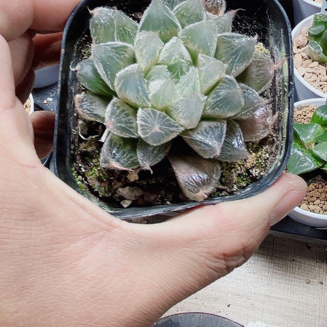 蓝光毛玉露系列的