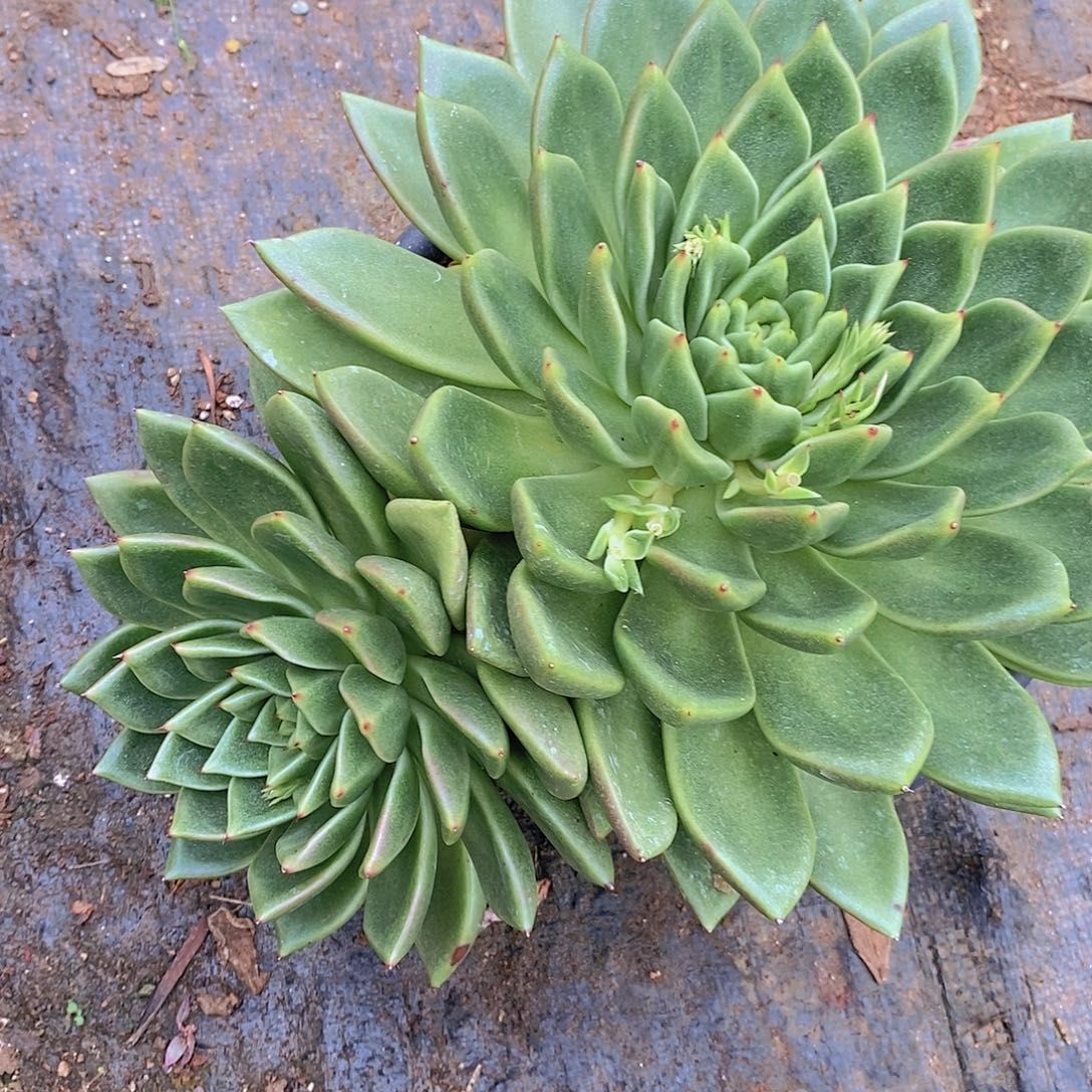 多肉植物绿体钻石