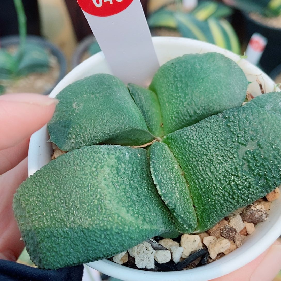 用***0全部花苞643卧牛实生带盆发货