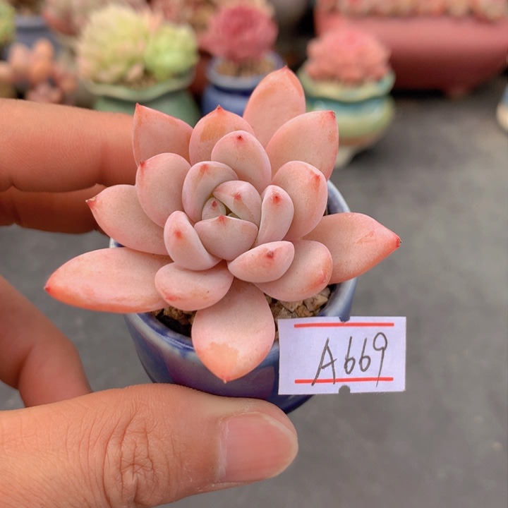 一物一拍满38包邮A669