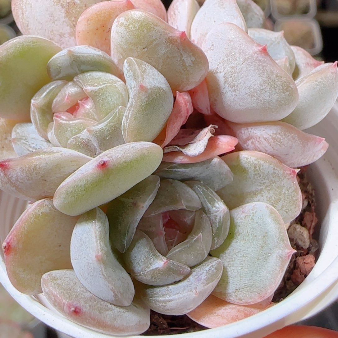 花语多肉1208-67白恋