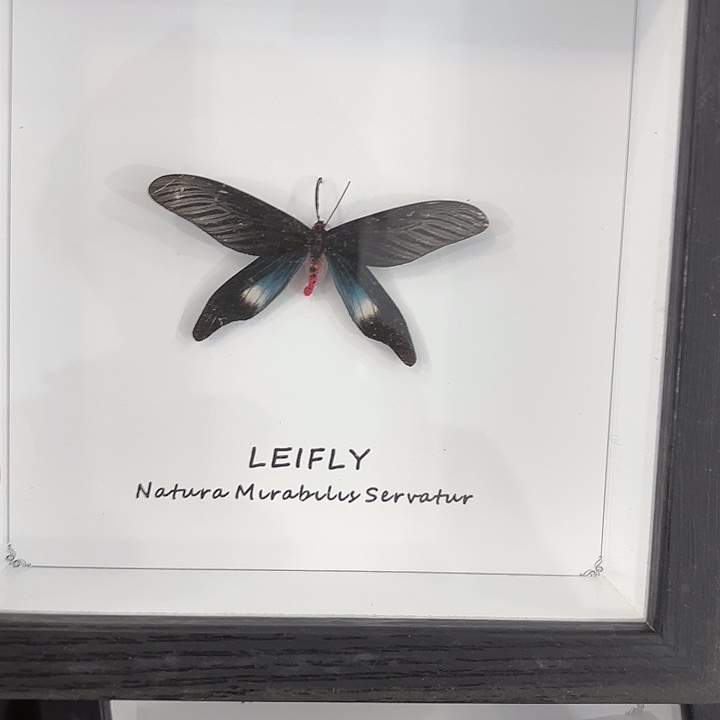 方框白底x型蛾子蝴蝶