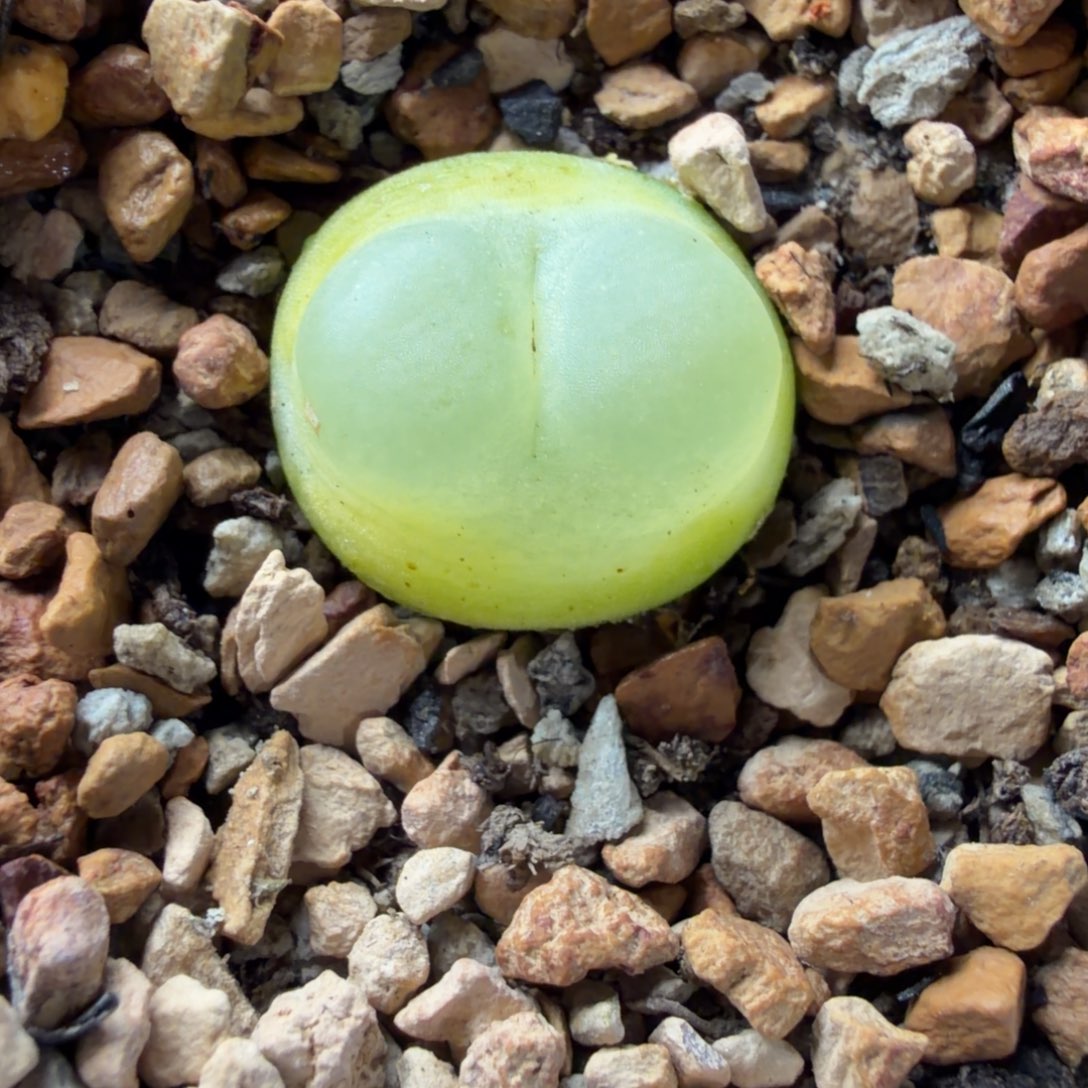 1.7公分母本拉登福利566号