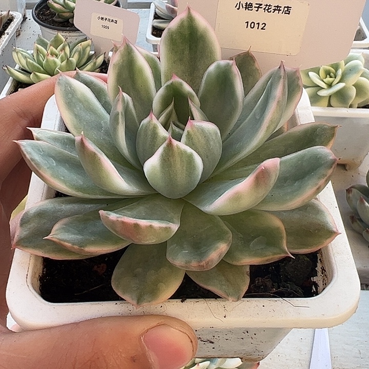 1012号水晶恋人锦