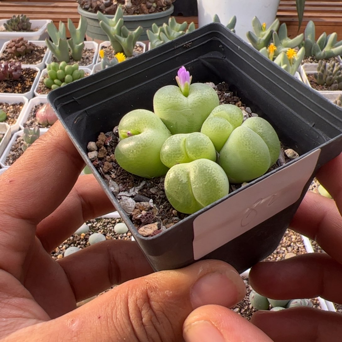 9.22翠光玉多肉植物组合82