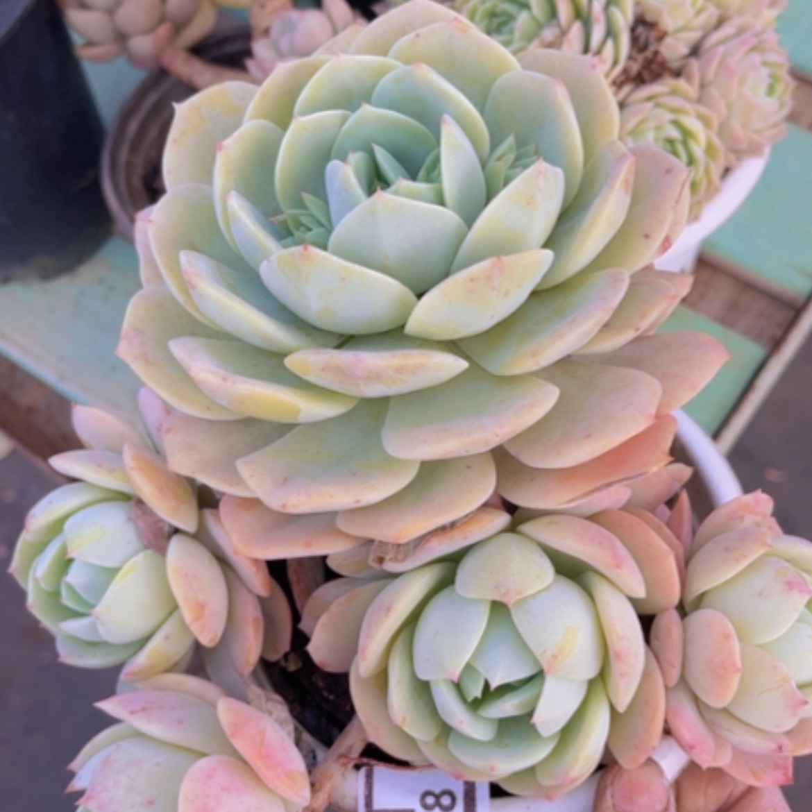 【闪购商品】恋曲15208