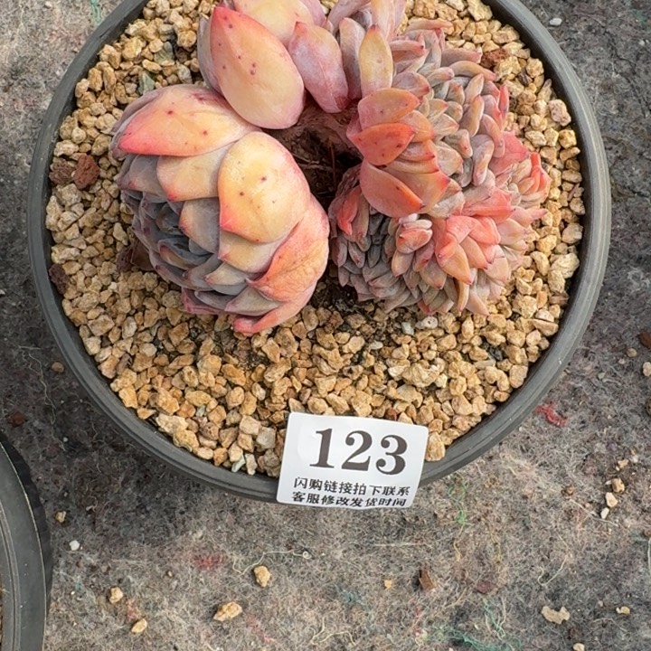 123星影缀化无砍11cm左右